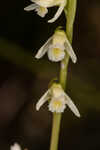 Florida lady's tresses